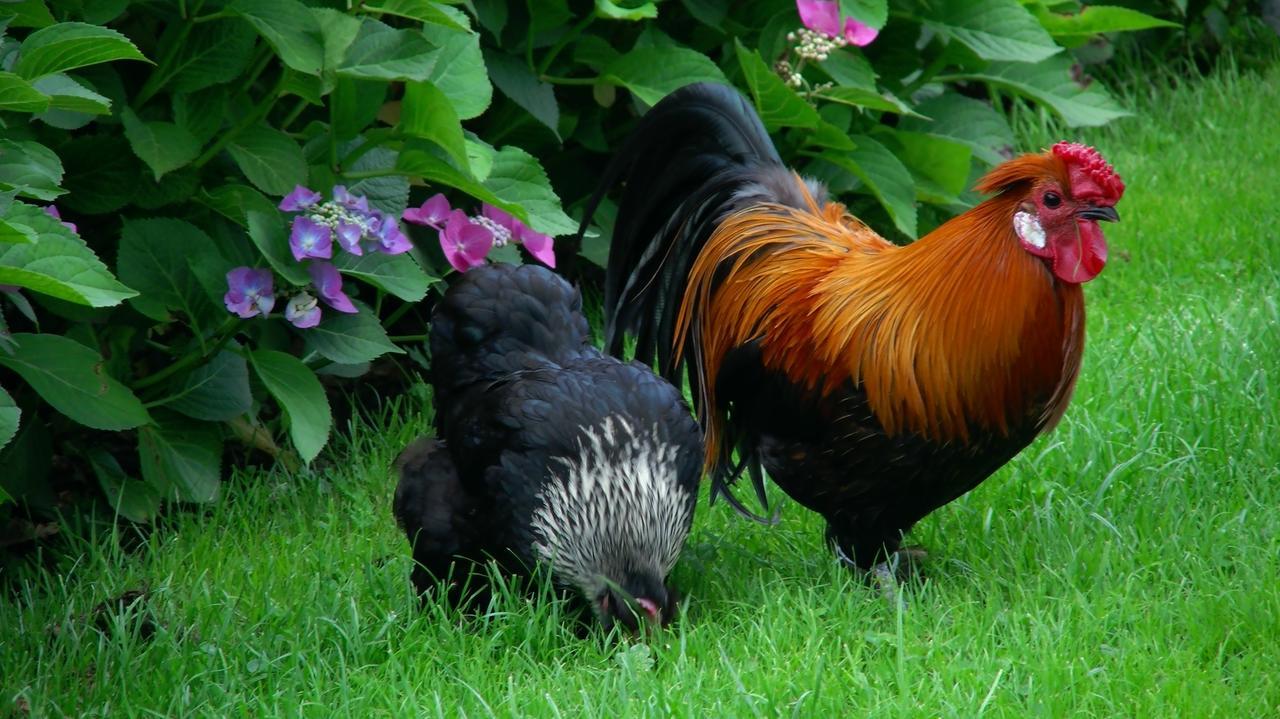 Bed and Breakfast De Turfstaeker Ospel Zewnętrze zdjęcie